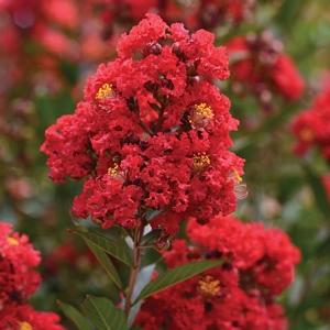 Crape Myrtle Enduring Red